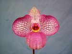 Paph. Magic Lantern