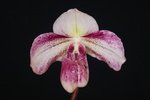 Paph. Margaret Whitmire 