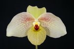 Paph. Memoria Larry Heuer 'Bear' 