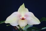Paph. Memoria Larry Heuer 'Bear-1'