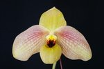 Paph. Memoria Larry Heuer 'Bear-2'