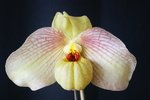 Paph. memoria Larry Heuer 'Bear-3'