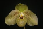 Paph. Memoria Larry Heuer 'Bear-4'