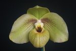 Paph. Memoria Larry Heuer 'Bear-5'
