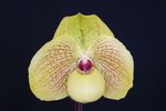Paph. Mint Chocolate 'Bear'