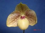Paph. Mint Chocolate 'Bear-1'  