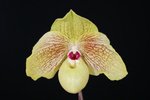 Paph. Mint Chocolate 'Bear-2'
