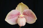 Paph. Nathaniel's Fatmama 'Bear-1' 