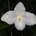 Paph. Nathaniel's Madame Bella  