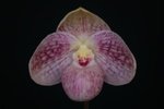 Paph. Nathaniel's Madame Bella 'Bear-1' 