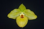 Paph. Norito Hasegawa 'Bear-1'