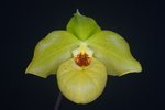 Paph. Norito Hasegawa 'Bear-2'