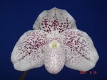 Paph. Quantum Light 'Bear-1'  