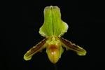 Paph. Reinier-1 