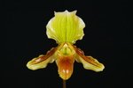 Paph. Reinier-3