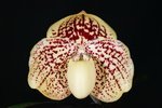 Paph. S. Gratrix 'Bear-6'