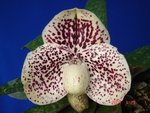 Paph. S. Gratrix 'Red Spot'