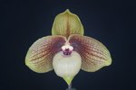 Paph. Shun-Fa Golden 'Bear-1'