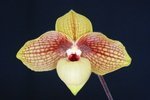 Paph. Shun-Fa Golden 'Bear-3'
