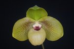 Paph. Shun-Fa Golden 'Bear-4'