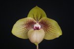 Paph. Shun-Fa Golden 'Bear-5'