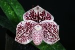Paph. Sierra Bell 'Bear-2' 
