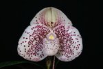 Paph. Sierra Bell 'Bear-4'