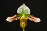Paph. Symondsiae-1 