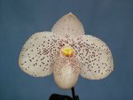 Paph. Vanda M Pearman