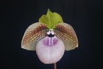 Paph. Wilbur Chang 'Bear-1' 