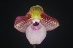 Paph. Wilbur Chang 'Bear-2'
