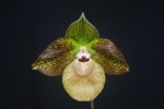 Paph. Wilbur Chang 'Bear-3' 