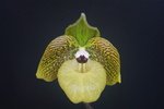 Paph. Wilbur Chang 'Bear-4' 
