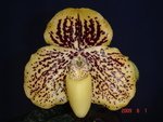 Paph. Winter Coat 'YJ#1'  