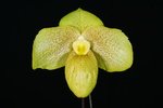 Paph. Wossner Bellarmi 'Bear-1' 