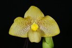 Paph. Wossner Bellarmi 'Bear-2' 