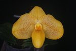 Paph. Wossner Bellarmi 'Bear-3'