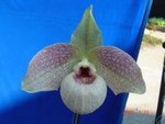 Paph. Wossner Butterfly 'Bear-1'  