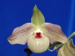 Paph. Wossner Butterfly 'Bear-2'  