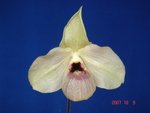Paph. Wossner Butterfly 'Bear-3'  