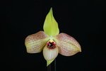 Paph. Wossner Butterfly 'Bear-5'