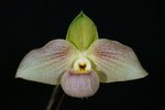 Paph. Wossner Butterfly 'Bear-6'