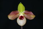 Paph. Wossner Butterfly 'Bear-9'