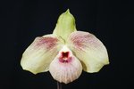 Paph. Wossner Butterfly 'Bear-10'