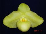 Paph. Wossner China Moon 'Bear-1'