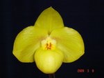 Paph. Wossner China Moon 'Bear-2'