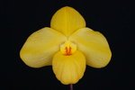 Paph. Wossner China Moon 'Bear-4'