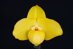 Paph. Wossner China Moon 'Bear-5'