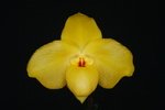 Paph. Wossner China Moon 'Bear-6'