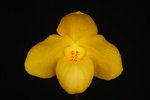 Paph. Wossner China Moon 'Bear-7'